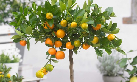 Cupón descuento oferta Planta de cítrico Calamondín limón o Kumquat: Citrus Calamondín / 1