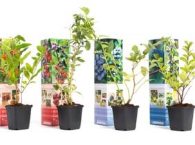 Cupón descuento oferta Set de 4 plantas de exterior frutales: 2