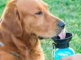 Cupón descuento oferta Botella para perros