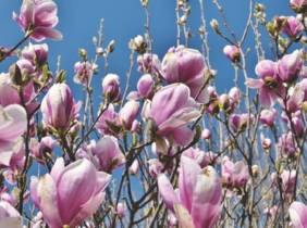 Cupón descuento oferta Juego de 3 o 6 magnolias: 3