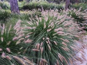 Cupón descuento oferta 2 o 4 plantas Pennisetum Hameln : 4