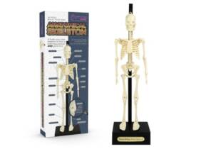 Cupón descuento oferta Juego de construcción de esqueleto anatómico: 2 unidades