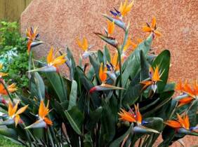 Cupón descuento oferta Lote de flores Strelitzia Reginae o aves del paraíso: 3