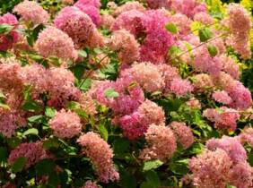 Cupón descuento oferta Hortensias resistentes de color rosa: 1 planta