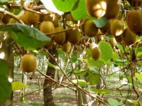 Cupón descuento oferta 3 o 6 plantas Actinidia Deliciosa: 6