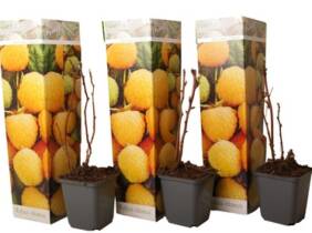 Cupón descuento oferta Set de 3 plantas de exterior Frambuesa amarilla: 1