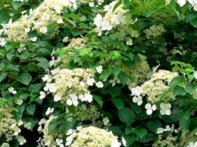 Cupón descuento oferta Plantas de hortensia pPetiolaris rampicante: 6 unidades