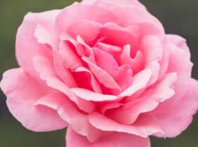 Cupón descuento oferta Lote de 3 arbustos de rosas polyantha de flor pequeña