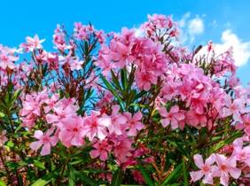 Cupón descuento oferta Plantas tropicales Nerium oleander: 8