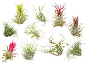 Cupón descuento oferta Set de 5 o 10 plantas Tillandsia: 10