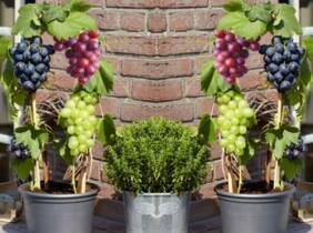 Cupón descuento oferta Mezcla de 3 o 6 plantas de uva: 3