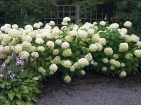 Cupón descuento oferta Hydrangea Strong Annabelle : x4