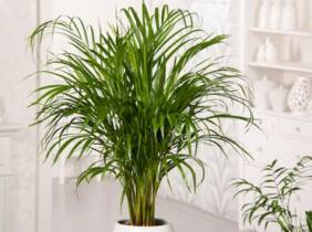 Cupón descuento oferta 1 palma de interior XXL Areca Lutescens