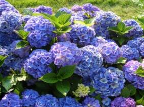 Cupón descuento oferta Planta de Hortensia Macrophylla Blue: 3