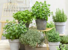 Cupón descuento oferta Kit de 6 plantas aromáticas variadas