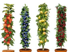 Cupón descuento oferta Mix de árboles frutales con maceta: Set de 4