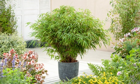Cupón descuento oferta Set de bambú verde: 3 plantas