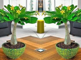 Cupón descuento oferta Planta de interior Palmera Hawaiana: 1