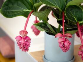 Cupón descuento oferta Planta medinilla magnifica pinatubo: 1