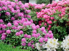 Cupón descuento oferta Set de 3 plantas de exterior Azalea: 2