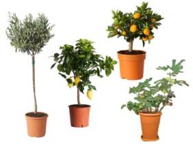 Cupón descuento oferta Juego de 4 plantas mediterráneas: 2