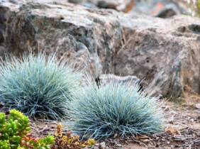 Cupón descuento oferta Pack de 6 plantas festuca azul