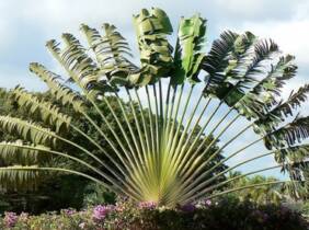 Cupón descuento oferta Plantas de Ravenala Madagascariensis: 6