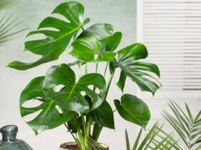 Cupón descuento oferta 1 o 2 plantas de Monstera Deliciosa de Rootz: 70-80 cm / 1