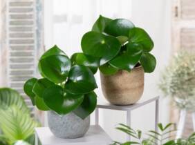 Cupón descuento oferta Peperomia Raindrop: 4