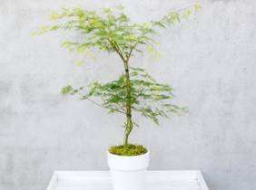 Cupón descuento oferta 1 o 2 plantas de Acer palmatum Emerald Lace : 1