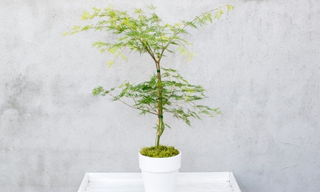 Cupón descuento oferta 1 o 2 plantas de Acer palmatum Emerald Lace : 1