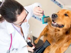 Peluquería canina desde 19