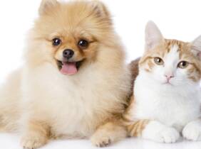 Esterilización de gatos y perro