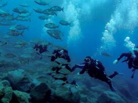 Curso SSI Open WaterDiver