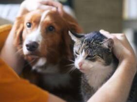 Málaga Cuidados para tu mascota: esterilización para perros o gatos