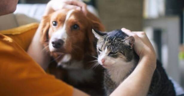 Málaga Cuidados para tu mascota: esterilización para perros o gatos