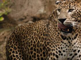 Badajoz Vive un viaje educativo y salvaje con una entrada a Bioparc Fuengirola