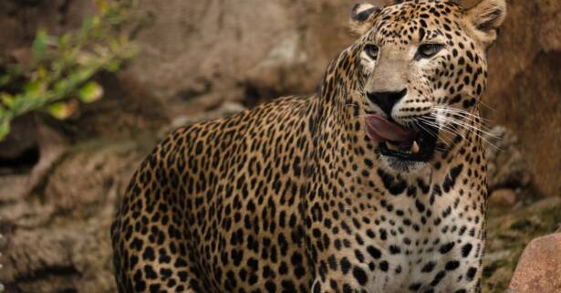 Badajoz Vive un viaje educativo y salvaje con una entrada a Bioparc Fuengirola