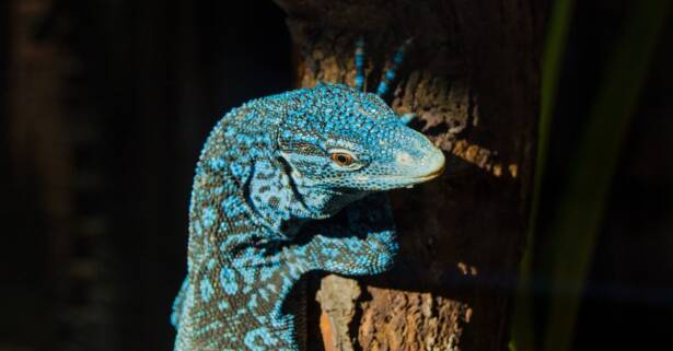 Badajoz Zoológico/Parque animal
