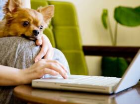 National Deal Curso online de ""Cuidados higiénicos aplicados a perros"" de 40 horas