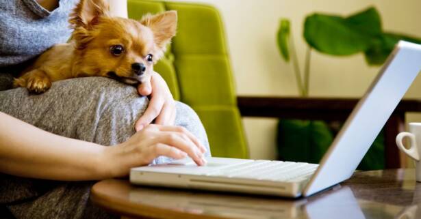 National Deal Curso online de ""Cuidados higiénicos aplicados a perros"" de 40 horas