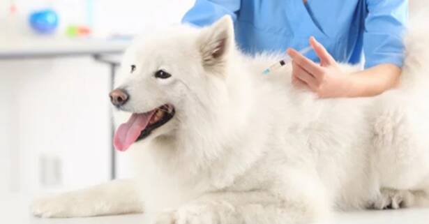 Madrid Vacunas para perros o gatos con Centro Veterinario Mukay Vallecas