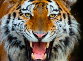 National Deal Terra Natura Benidorm: entrada de un día para niño o adulto