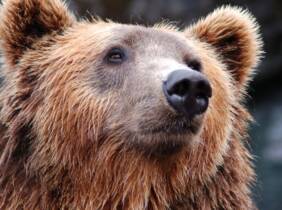 Madrid Entradas al Zoo de Lillo para 2 adultos