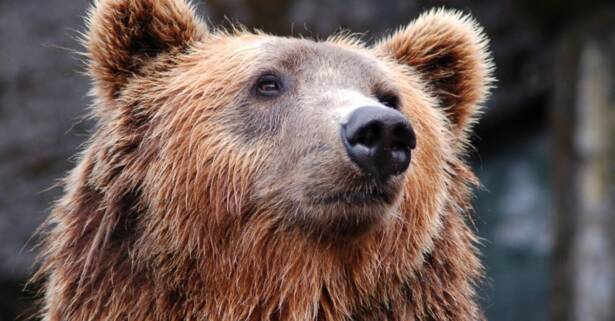 Madrid Entradas al Zoo de Lillo para 2 adultos