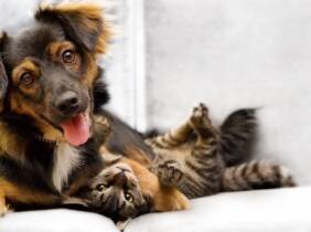 Barcelona Higiene bucal para 1 o 2 perros o gatos