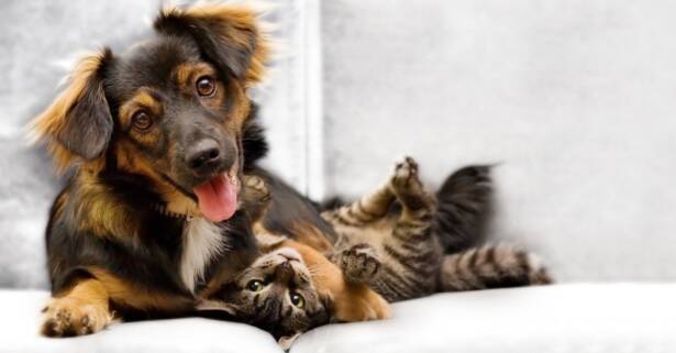 Barcelona Higiene bucal para 1 o 2 perros o gatos