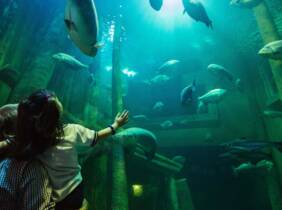 Zaragoza 1 o 2 entradas para niños y adultos en el Acuario de Zaragoza