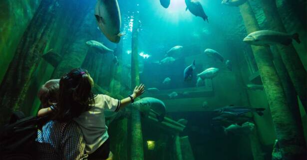 Zaragoza 1 o 2 entradas para niños y adultos en el Acuario de Zaragoza