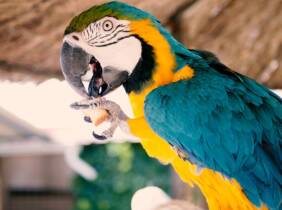 Valladolid Entrada al zoológico ""La era de las aves""